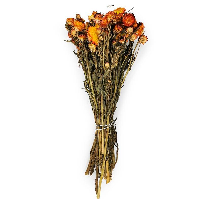 Kocanka Pomaranczowa (Helichrysum) bukiet.jpg