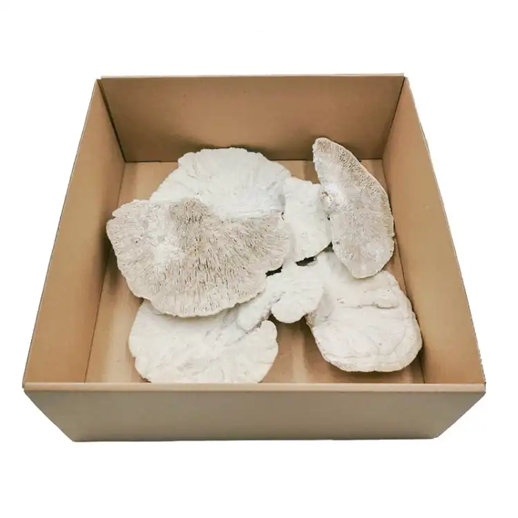 Huba Suszona biała włoskowana 1.jpg