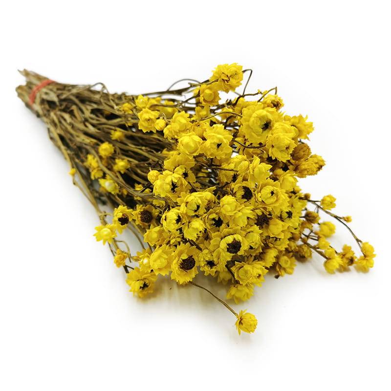 Immortelle - (Ammobium alatum) - Gelb