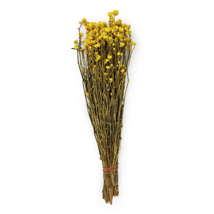 Ammobium zolte.jpg