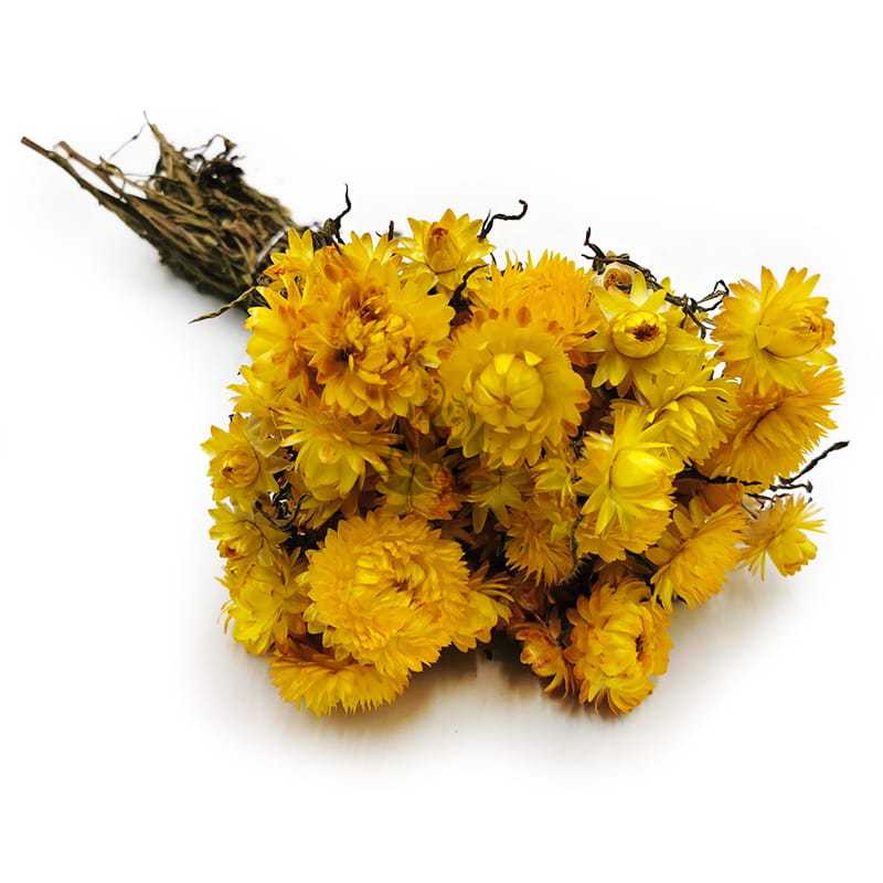 Immortelle Getrocknete - (Helichrysum Bacteatum) - Gelb