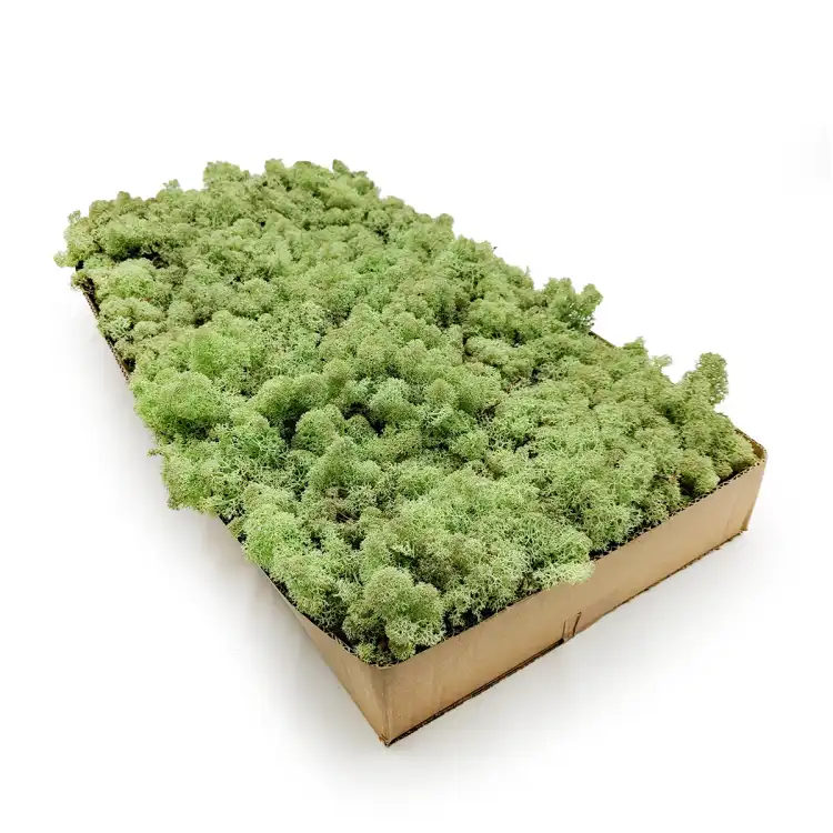 Nor Mint 2.png