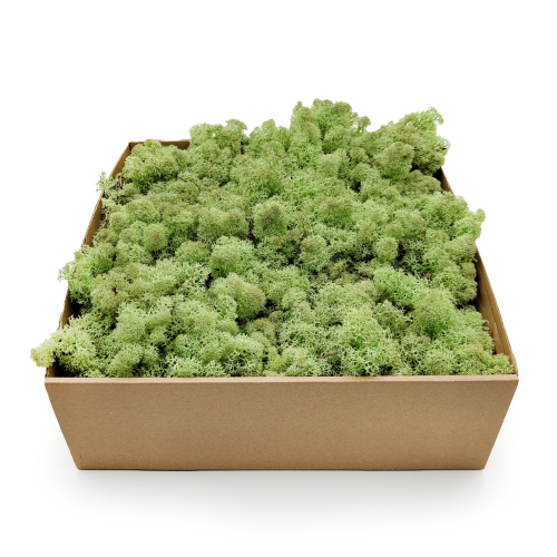 Nor Mint 1.png