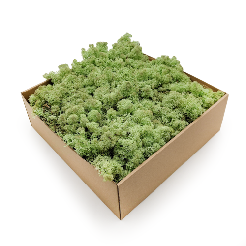Nor Mint.png