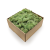 Nor Mint.png