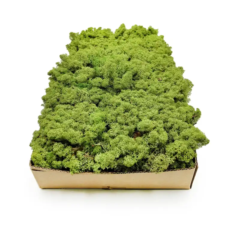 Nor SZ 3.png