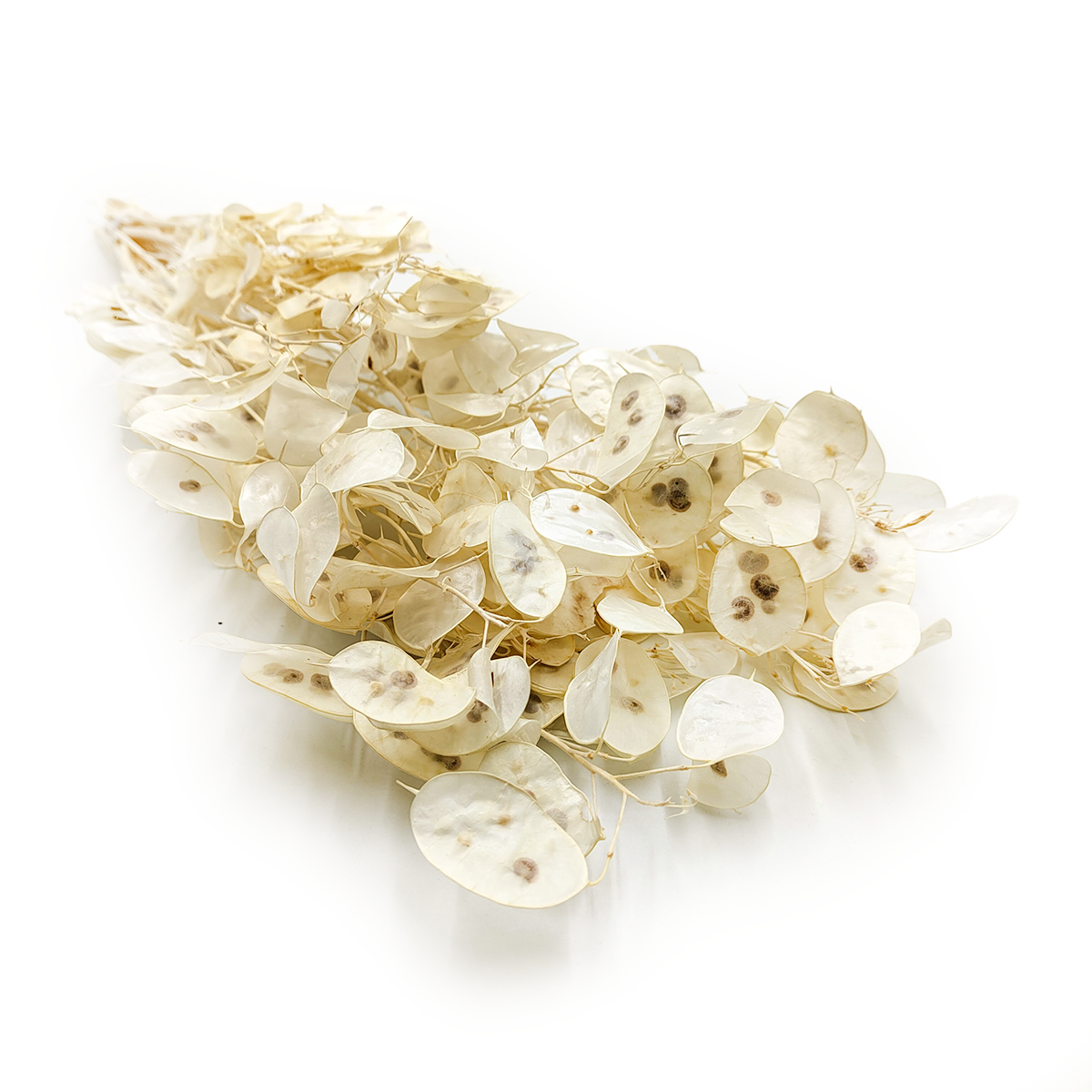 Silbertaler - (Lunaria) - Weiß