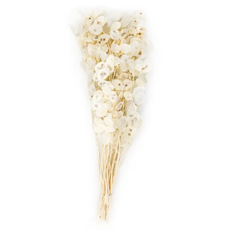 Lunaria Polska cala.png