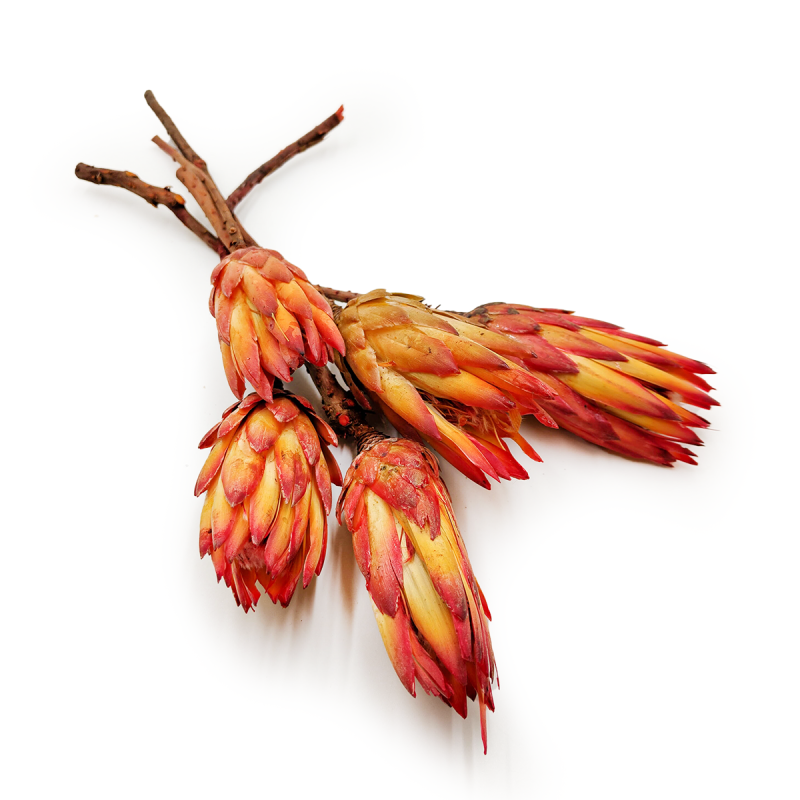 Suszona Protea czerwona okladka1.png