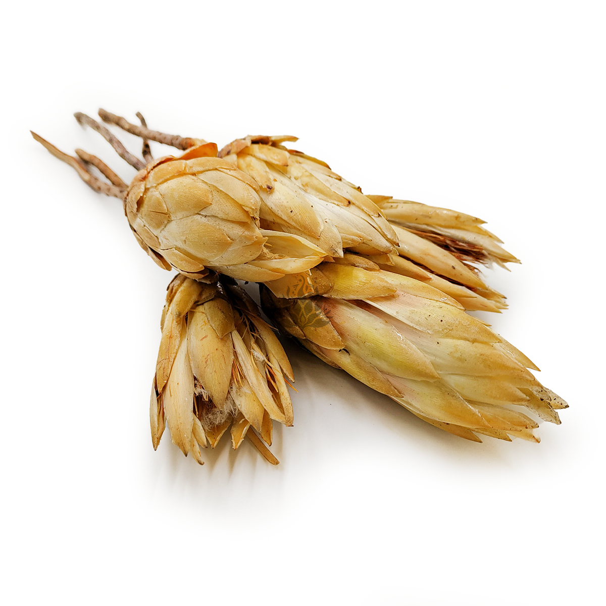 Getrocknete Protea (Protea Repens) - Creme 5 Stück