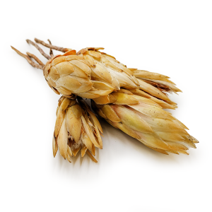 Getrocknete Protea (Protea Repens) - Creme 5 Stück