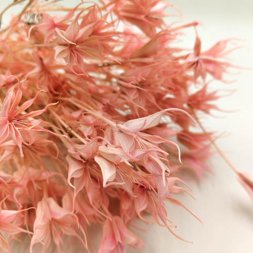 Czarnuszka Nigella Orientalis różowa.png