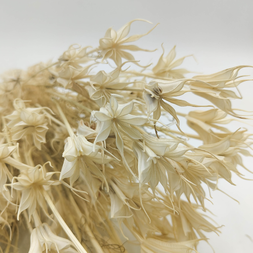 czarnuszka orientalna bielona zliz.png