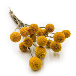 Craspedia - (Natürliche Extra Craspedia) - Bouquet mit 20 Stk.