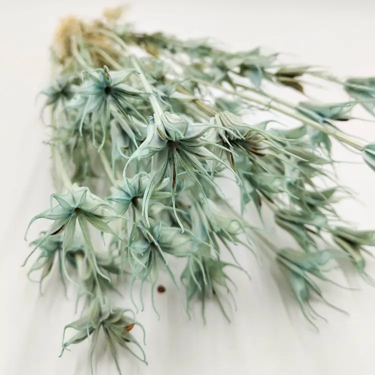 nigella orientalis suszona mietowa zblizenie.png