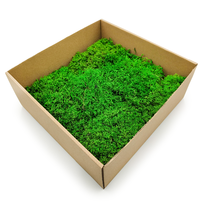 Chrobotek Poduszkowy Kulisty Jasnozielony okladka skos.png