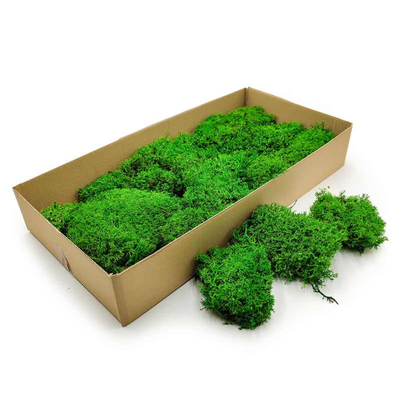 Chrobotek Poduszkowy Kulisty Jasnozielony 1.png