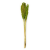 Sorgo Seledynowe cale.png