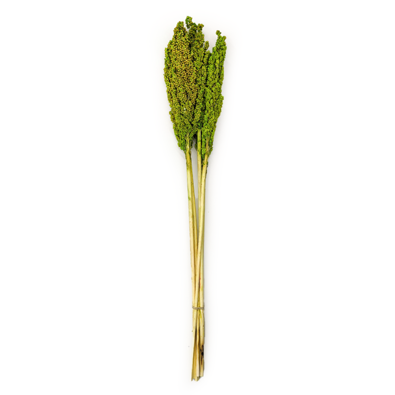 Sorgo Seledynowe cale.png