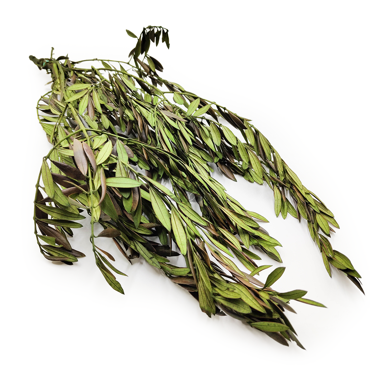Stabilisierte Olive – Olea – Grün