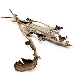 Natraj Large - Elchhörner - Natur 5 Stk