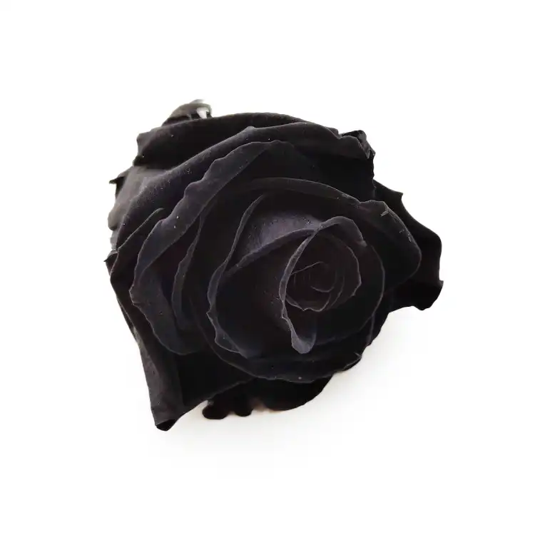 Róża Stabilizowana Carbon Black skos.png