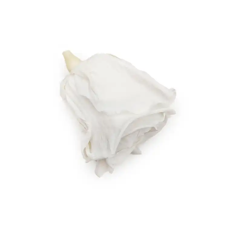 Róża Stabilizowana Ivory gora.png