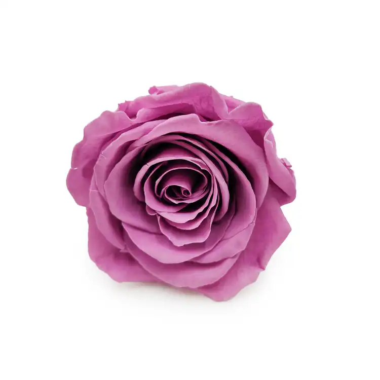 Róża Stabilizowana Lilac okladka.png