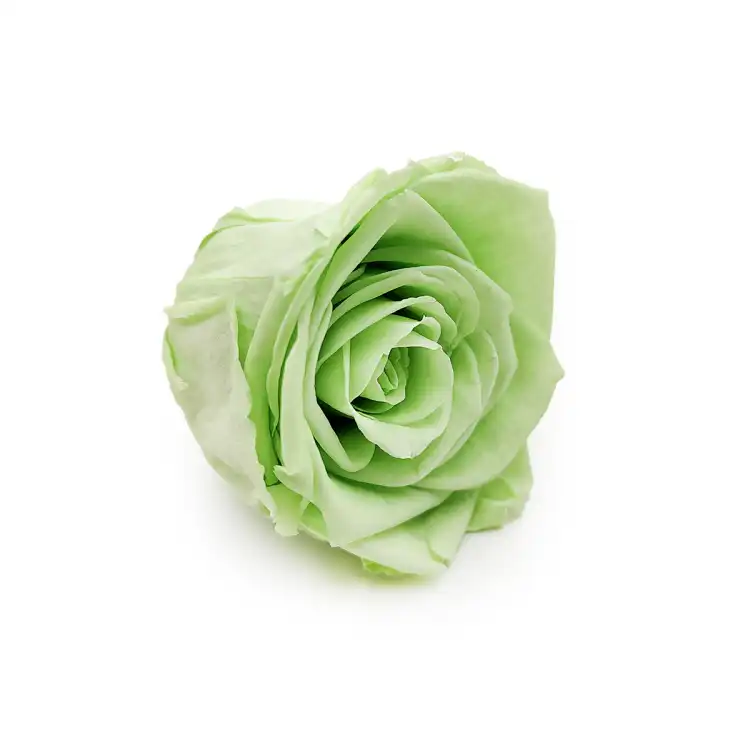 Róża Stabilizowana Lime Green skos.png
