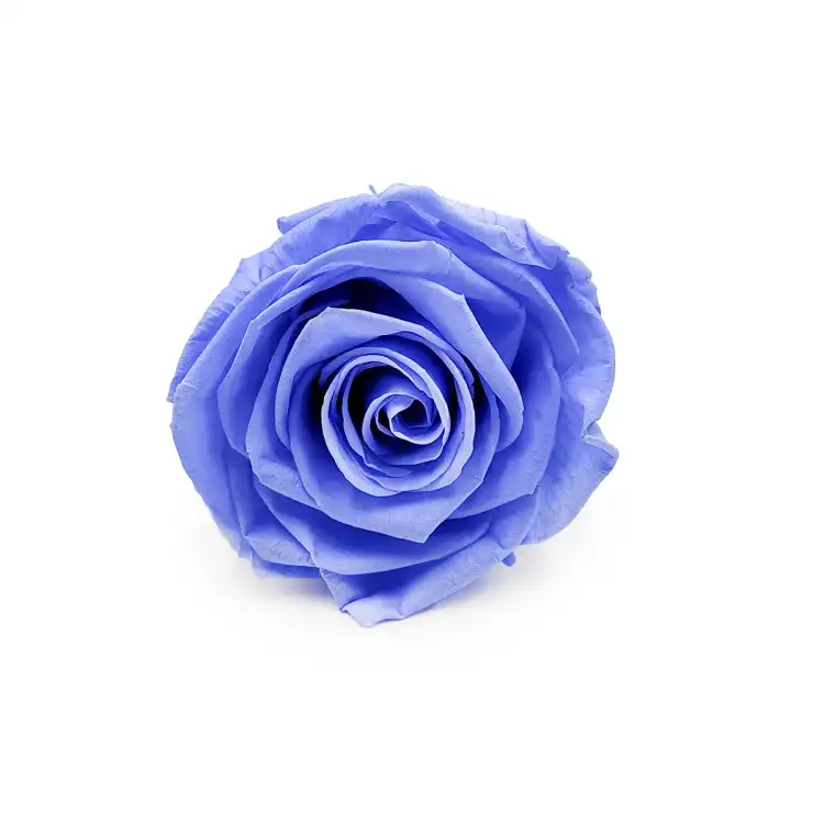 Róża Stabilizowana Marine Blue okladka.png