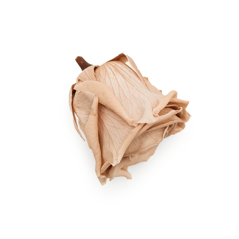 Róża Stabilizowana Nude gora.png