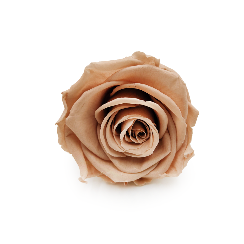 Róża Stabilizowana Nude okladka.png