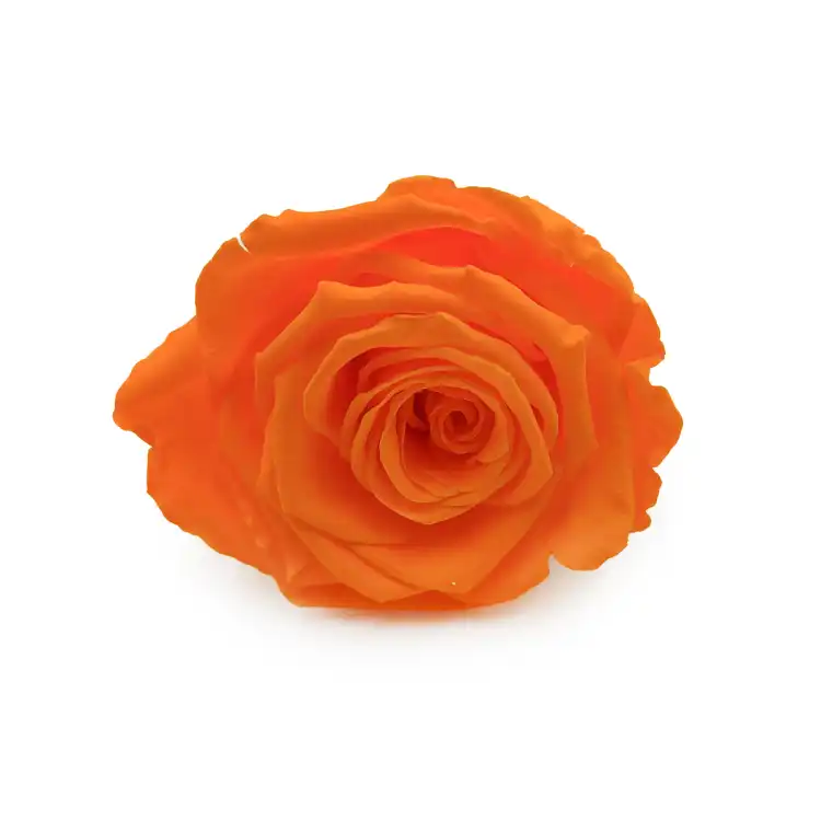 Róża Stabilizowana Orange okladka.png