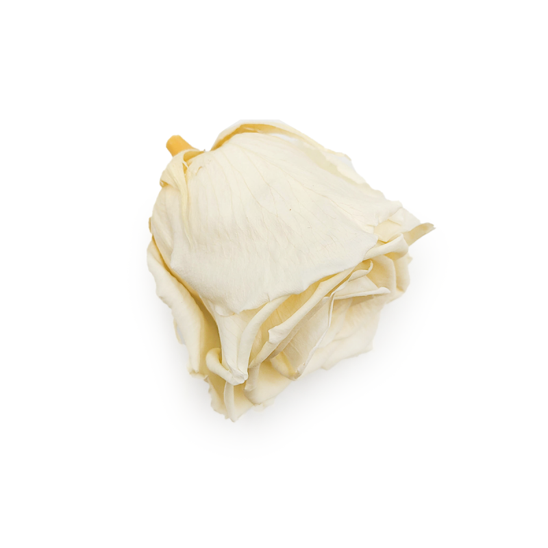 Róża Stabilizowana Pastel Yellow gora.png