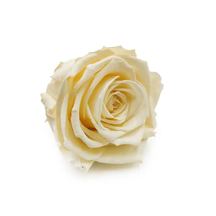 Róża Stabilizowana Pastel Yellow skos.png