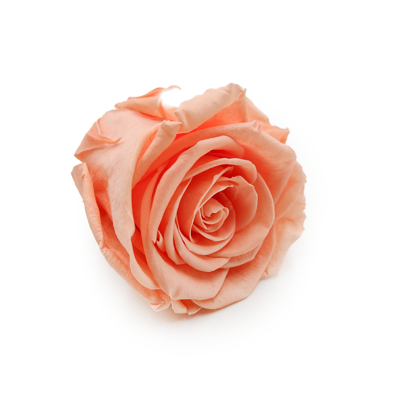 Róża Stabilizowana Peach skos.png