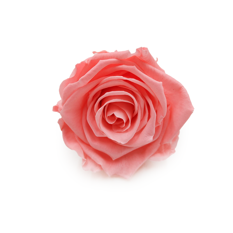 Róża Stabilizowana Pink Nectar okladka.png