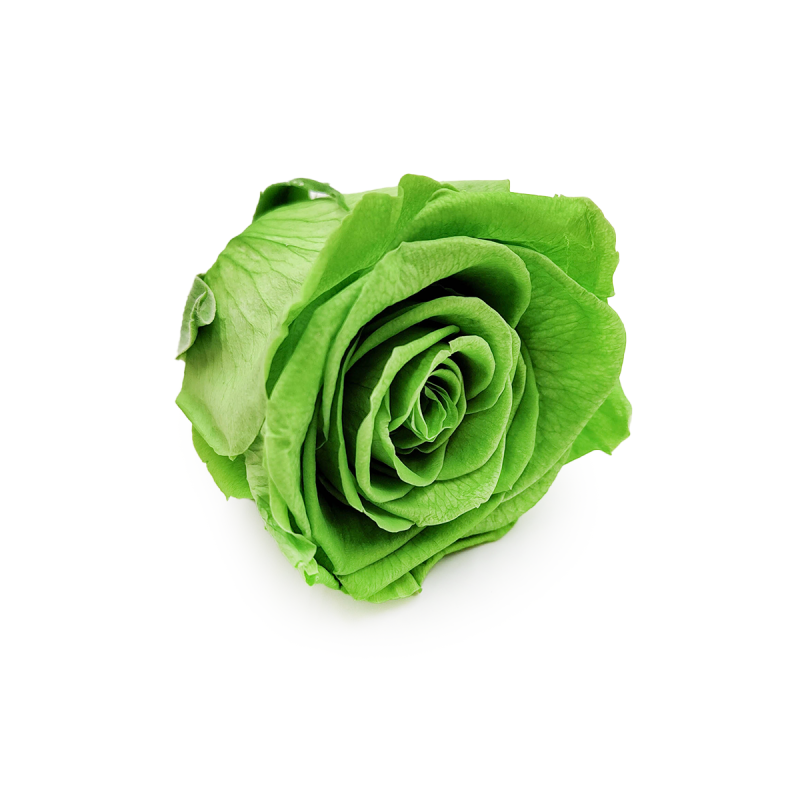 Róża Stabilizowana Prairie Green skos.png