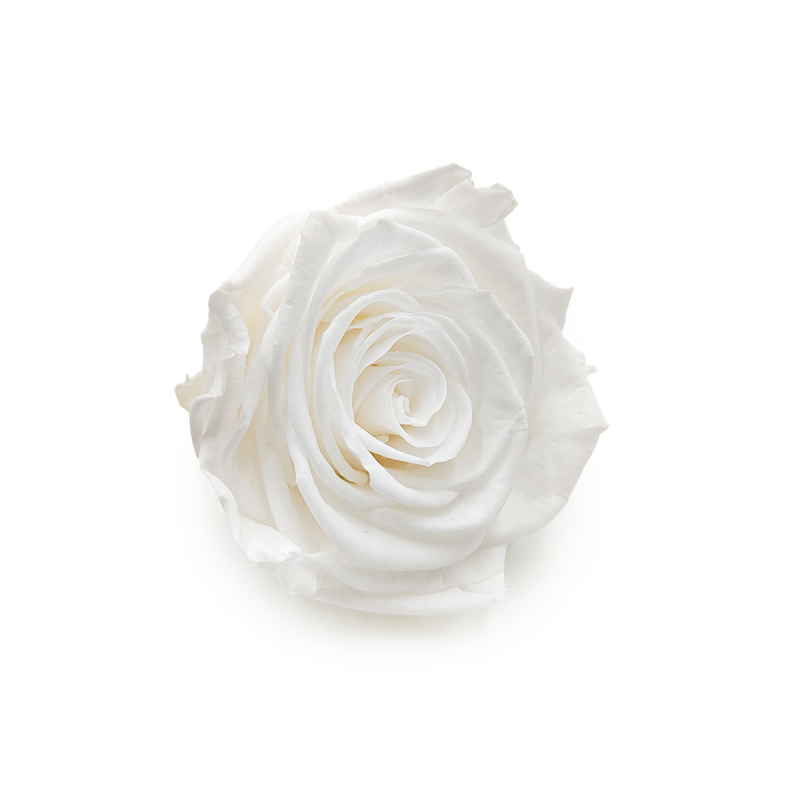 Róża Stabilizowana Princess White skos.png