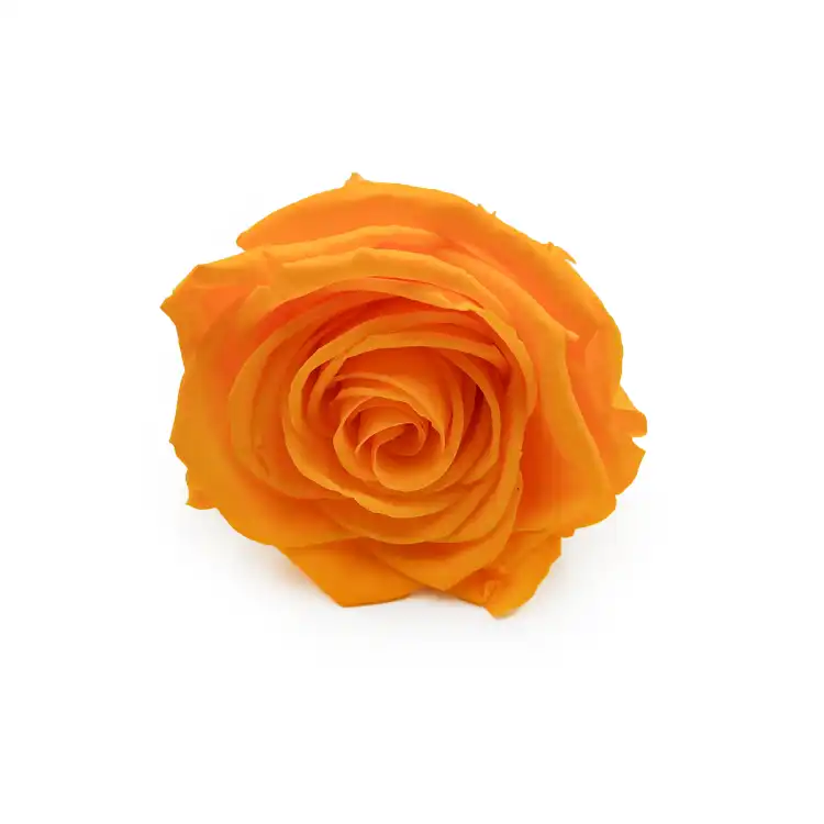 Róża Stabilizowana Saffron Yellow okladka.png