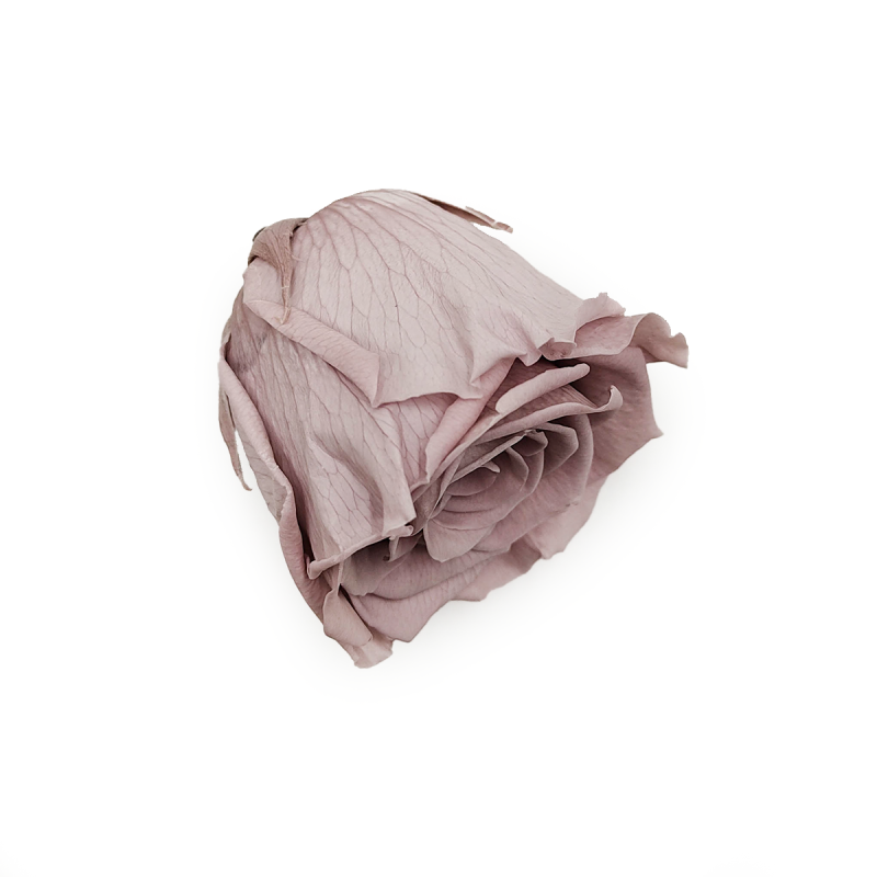 Róża Stabilizowana Sand Beige gora.png