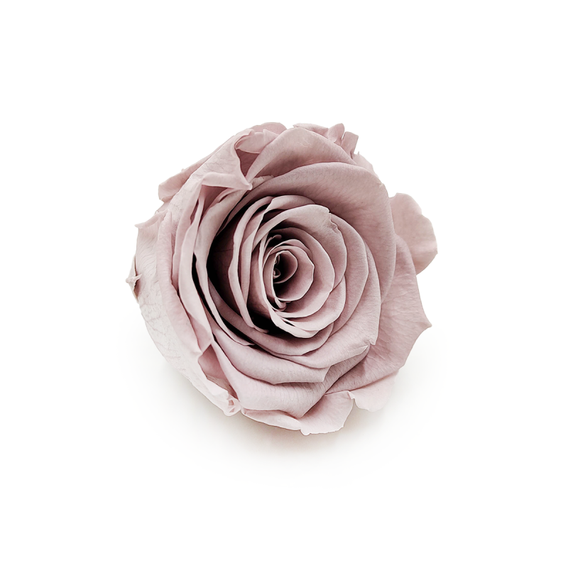 Róża Stabilizowana Sand Beige skos.png