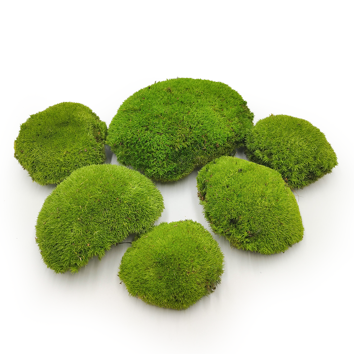 Kugelmoos – Hellgrün Natur – 0,1m² (40x25cm) – Schweden