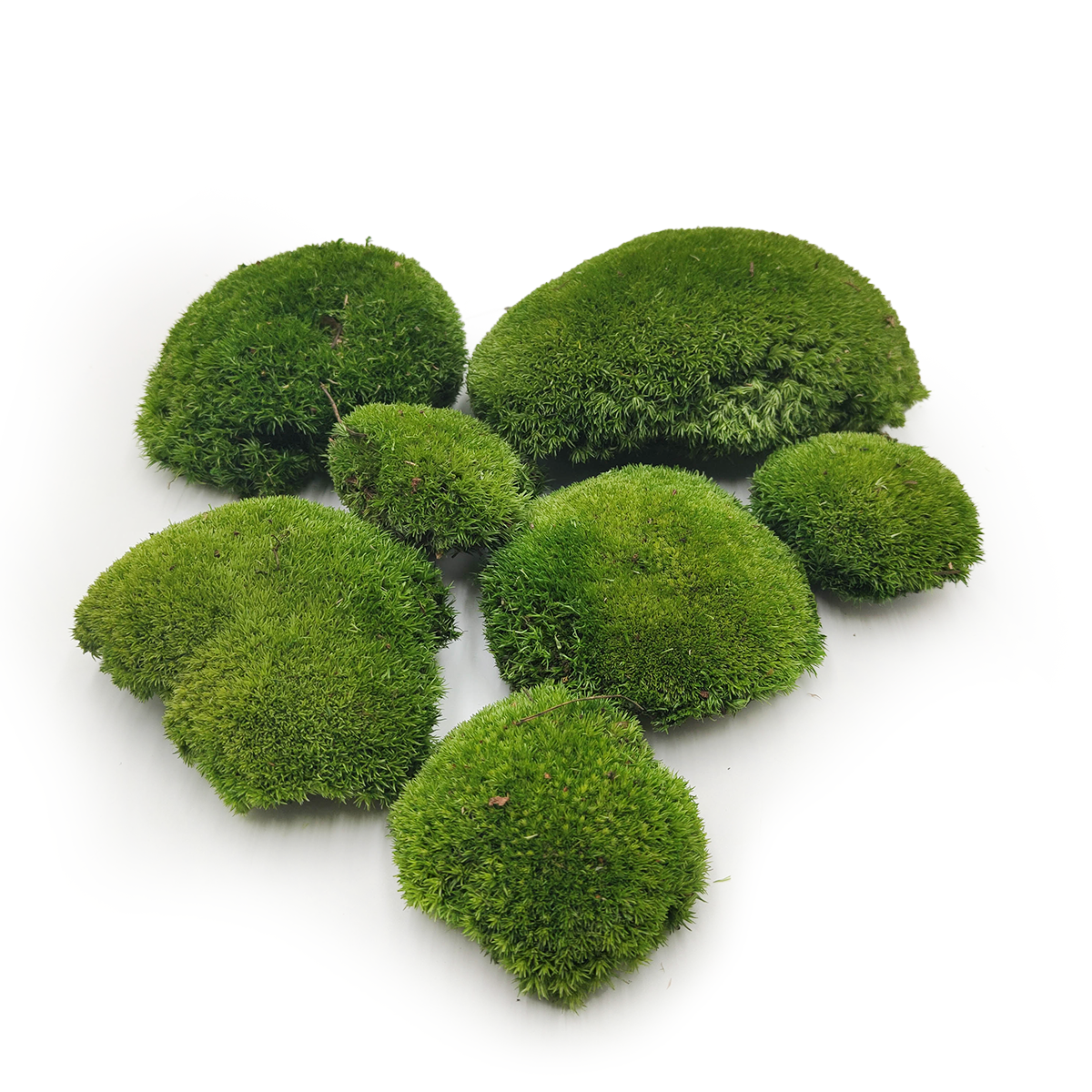 Kugelmoos – Dunkelgrün Natur – 0,1m² (40x25cm) – Schweden