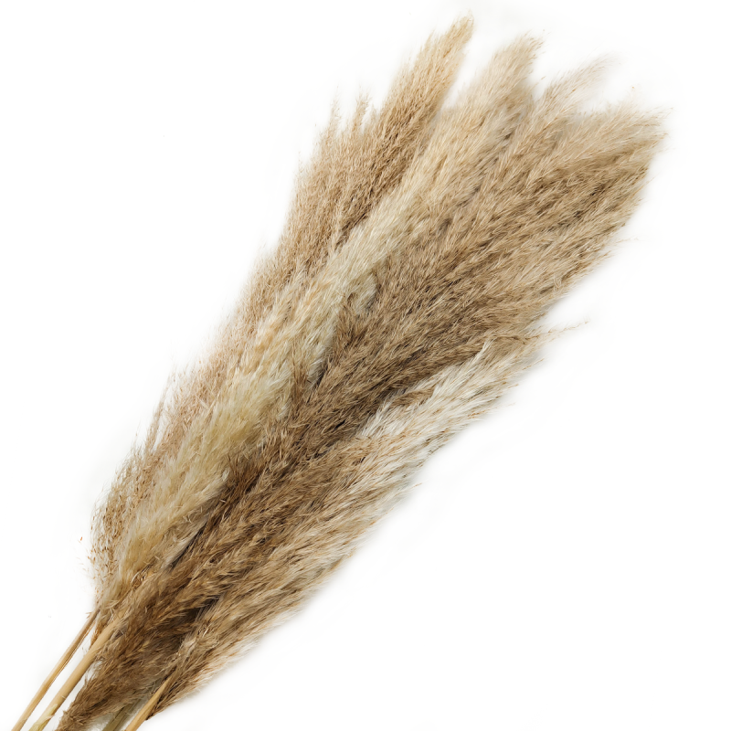 Trawa pampasowa naturalna bukiet 5szt zb.png
