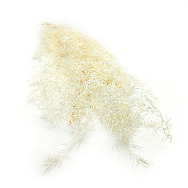 Asparagus Bielony okl.png