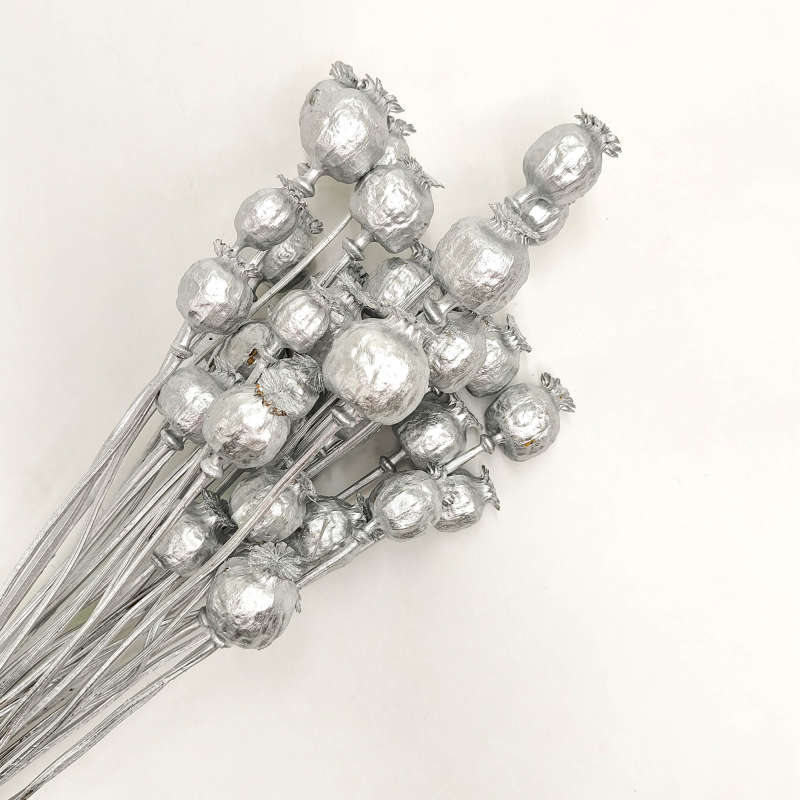 makówka srebrna Papaver srebrny suszony zbl.png