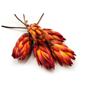 Getrocknete Protea (Protea Repens) - Rot 5 Stück