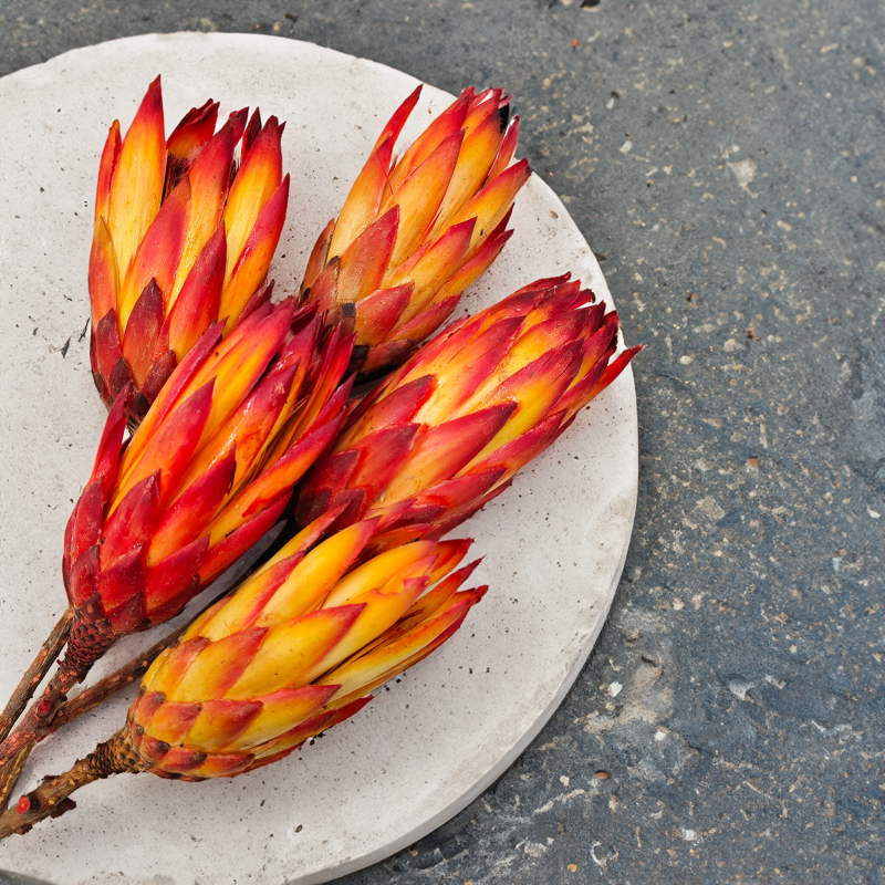 Protea Repens protea suszona czerwona 3.png