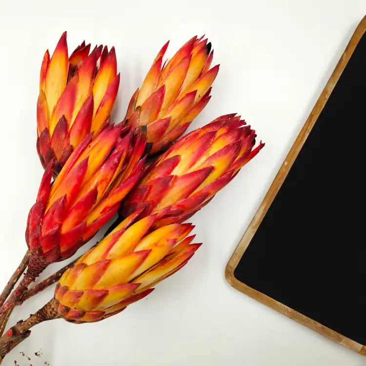 Protea Repens protea suszona czerwona 4.png